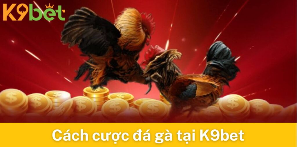 Cách đặt cược khi chơi đá gà tại K9bet