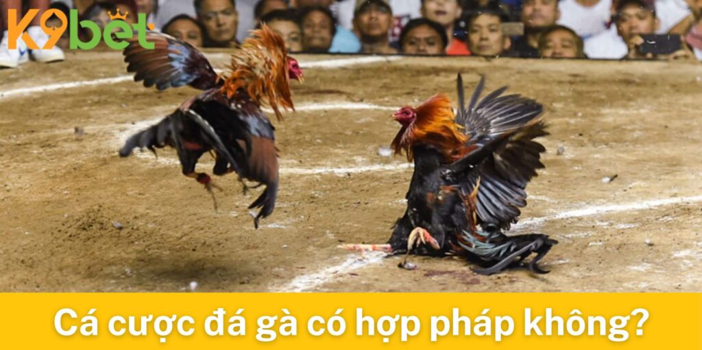 Chơi cá cược đá gà có hợp pháp không