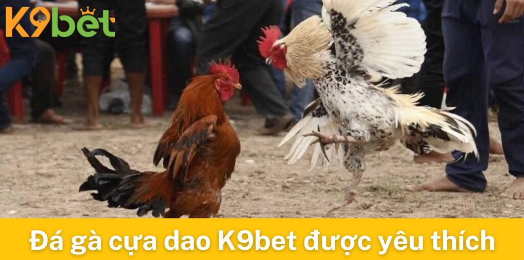 Đá gà cựa dao K9bet đang được cộng đồng yêu thích