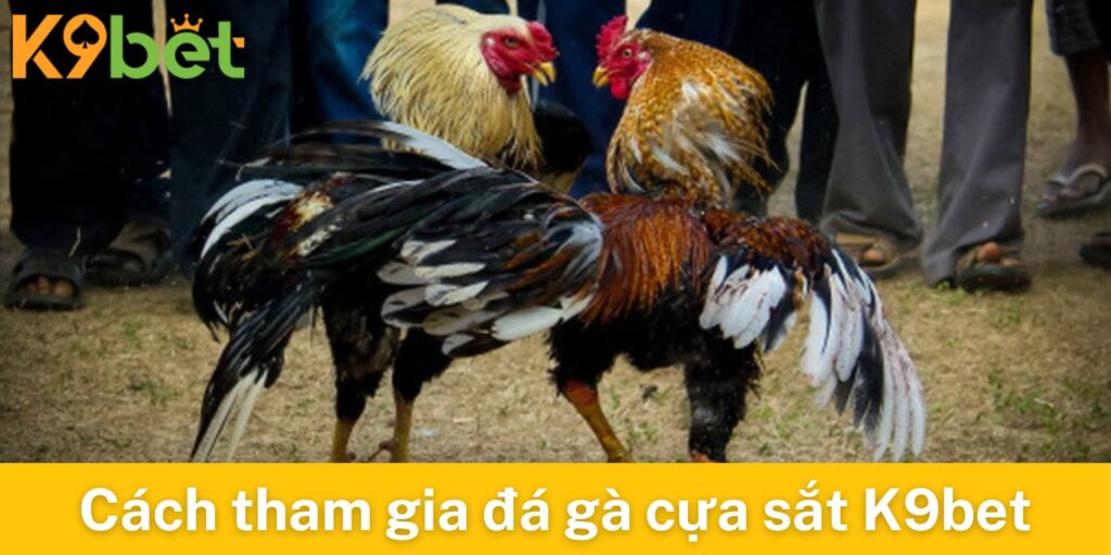 Hướng dẫn cách thức tham gia chơi đá gà cựa sắt K9bet