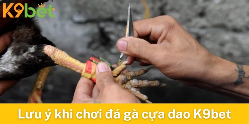 Những lưu ý khi chơi đá gà cựa dao K9bet