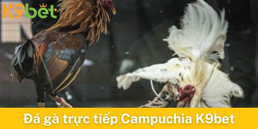 Vì sao đá gà trực tiếp Campuchia K9bet lại hot đến vậy?