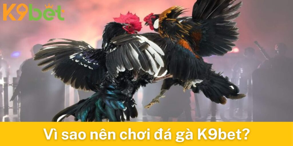 Vì sao nên chơi đá gà K9bet?